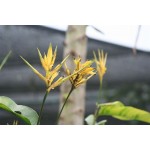 Hirsuta Yellow Panama - HEP - 013